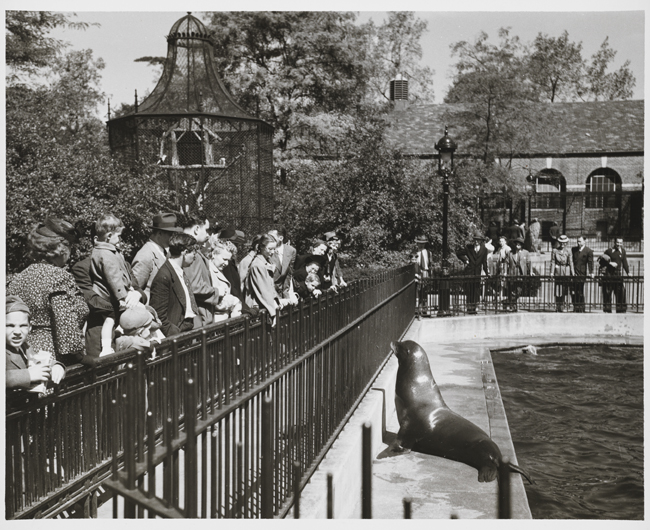 A crowd watches a sea lion at the Central Park Zoo