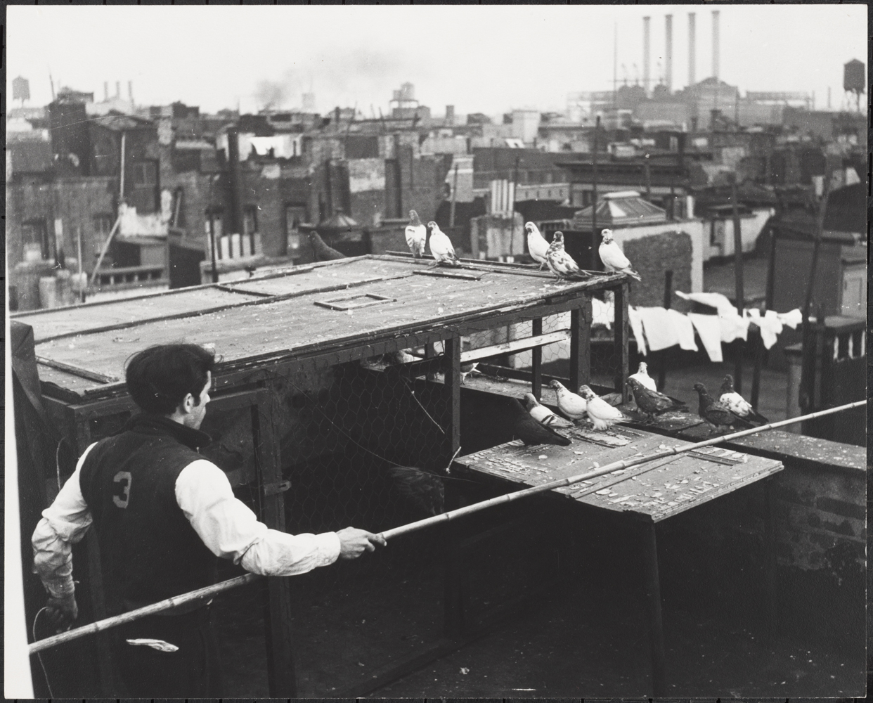 Roy Perry. Raising Pigeons on Rooftops, Lower East Side, ca 1940. Museum of the City of New York 80.102.144
