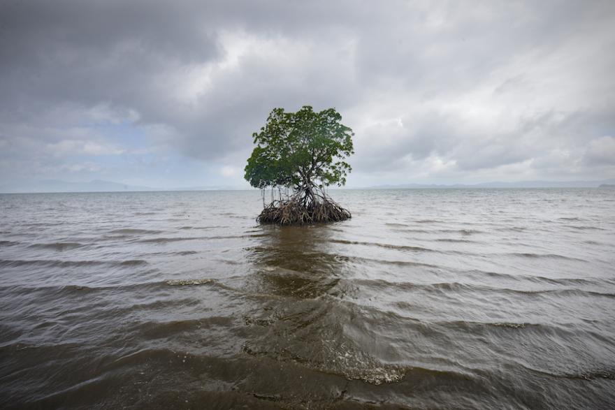 A tree with much of its roots visible stands alone, surrounded by water on all sides.